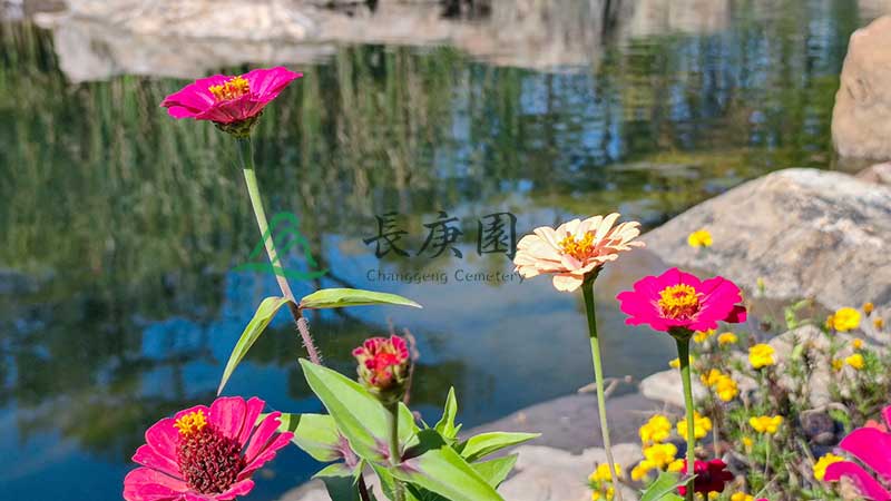 长春墓园之生命的温暖角落