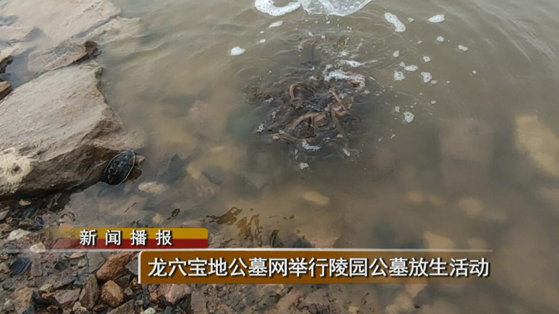 吉林省长庚生态陵园举行墓园公墓放生活动